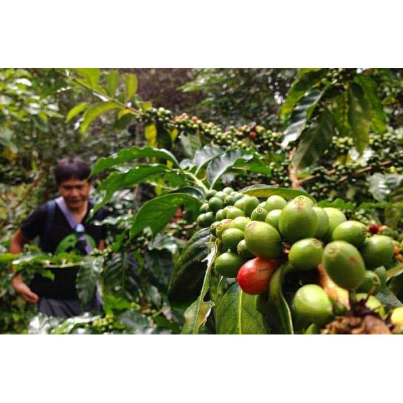 Thai Coffee Beans: Dulapur Mae Hong Son Roasted Grains (150g)