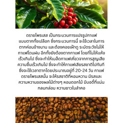 Taste Thailand: Pangkham Maehongson Coffee Beans