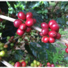 Discover YUT Coffee: Authentic Thailand AA Ban Pang Kham Medium Roast