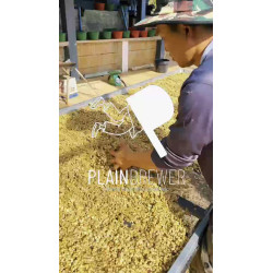 Explore Thai Coffee Beans: Anaerobic Natural Arabica from Thailand