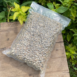 Authentic Thai Arabica Coffee Beans - Pang Mapha 2025