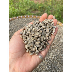 Authentic Thai Arabica Coffee Beans - Pang Mapha 2025
