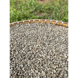 Authentic Thai Arabica Coffee Beans - Pang Mapha 2025