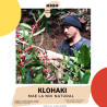 Scopri i chicchi di caffè Klohaki dalla Thailandia