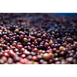 Ontdek Thai Mae Bu Ya Honingproces Koffiebonen 200g