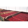 Pichitra Coffee Beans: Homegrown Thailand Flavor