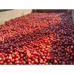 Pichitra Coffee Beans: Homegrown Thailand Flavor