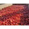 Pichitra Coffee Beans: Homegrown Thailand Flavor