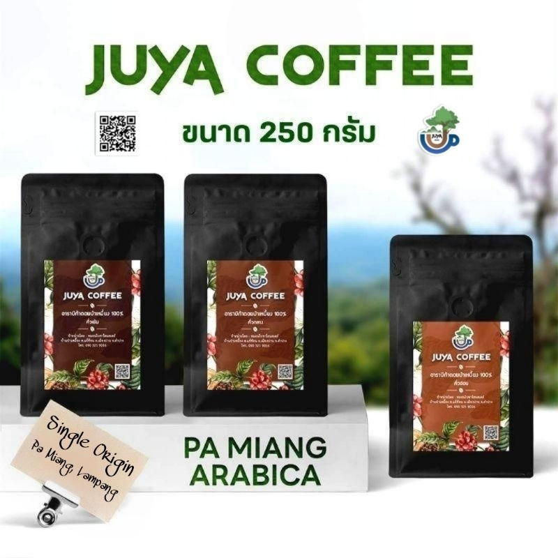 Doi Pa Miang Coffee Beans from Thailand - Smooth Oolong