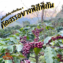 Thai Coffee Beans, Nan Doi Suan Ya Luang - Roasted (250g)