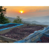 Goûtez la Thaïlande : les grains de café Syrina de Nan Coffee Roastery