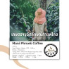 Taste Thailand's Finest: Award-Winning Nan Specialty Coffee