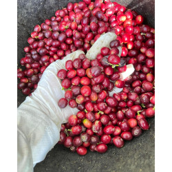 Goûtez le meilleur de Thaïlande : le café torréfié au miel de Nornan Roastery