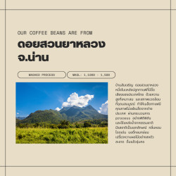 Thai Coffee Beans - Premium Arabica from Nan Doi Suan Ya Luang