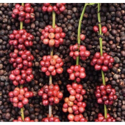 Authentiques grains de café MANEEPRUEK de Thaïlande