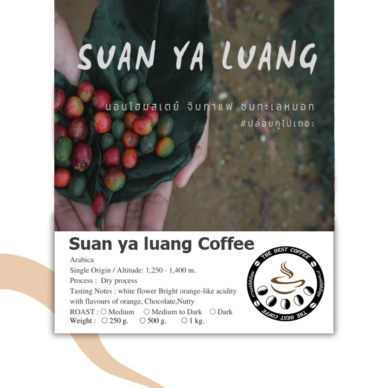 Maista aitoa thaimaalaista kahvia: Suan Ya Luang Arabica Thaimaasta