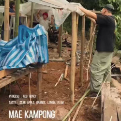 Experience Authentic Thai Coffee: Doi Mae Kam Pong Beans