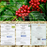 Premium Doi Pu Muen Coffee Beans from Thailand