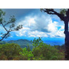 Thai Thepsadej Coffee Beans - Doi Saket Light Roast
