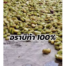 Chiang Mai's Best: Discover Mae Ton Luang Coffee Beans - Thailand