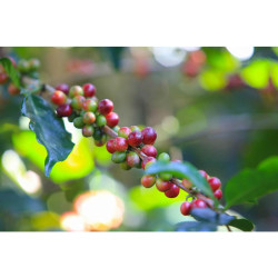 Thailand's Finest: Mae Chan Tai Light Roast Coffee Beans