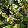 Experience Premium Thailand Ranong Coffee