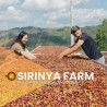 Doi Chang Sirinya Amarone: Thailand's Finest Light Roast Coffee