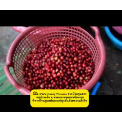 Sour & Juicy Thailand Coffee: Ban Khun Lao Honey Process