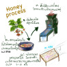 Sour & Juicy Thailand Coffee: Ban Khun Lao Honey Process