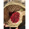 Premium Thai Nan Coffee: Grade A Arabica Roast