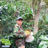 Prisvinnende Sinthop-kaffebønner fra Thailand