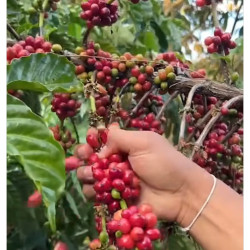 Chiang Rai Coffee: Mandarin Tangine Juiciness in Thailand