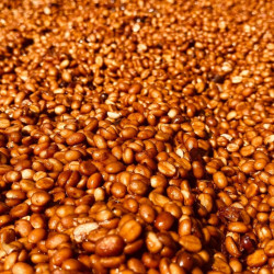 Authentic Thai Coffee: Chiang Rai Black Honey Bean Roast by Angus