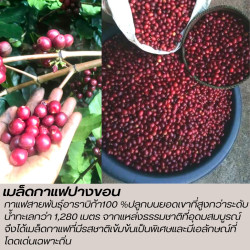 Stærke og duftende thailandske kaffebønner - Pangkhon Chiang Rai Riste