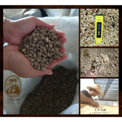 Premium Doi Chang-kaffe från Chiang Rai - Thailand