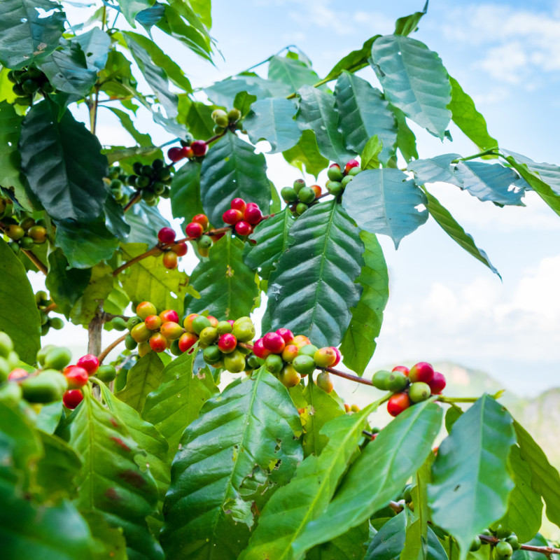 Mae Chan Tai Coffee - Chiang Rai - Thailand