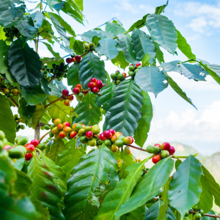 Mae Chan Tai Coffee - Chiang Rai - Thailand