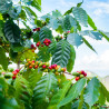 Mae Chan Tai Coffee - Chiang Rai - Thailand