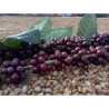 Thai Robusta Coffee Beans: Rich Dark Roast From Chiang Rai