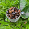 Authentic Thai Doi Chang Robusta Coffee - Presso Roasters