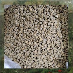 Autentiske thailandske kaffebønner: Pha Tang og Phu Chi Duan ristning