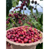 Oplev Thailands skjulte perle: Pangkhon-kaffe i Chiang Rai