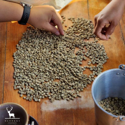 Harmony Coffee: Best Thai Coffee Beans from Chiang Rai's Sirinya Farm