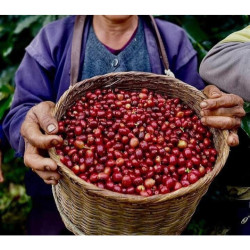 Pangkhon-kaffe: Søde ananassmag i Thailand