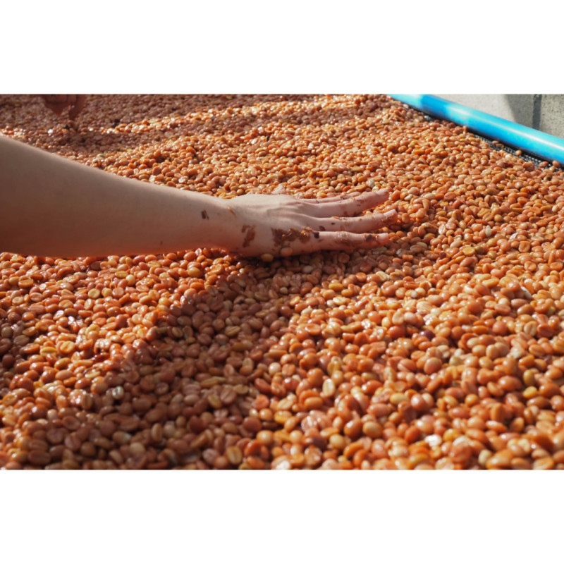 Proef authentiek Thailand: biologische licht gebrande zwarte honingkoffie