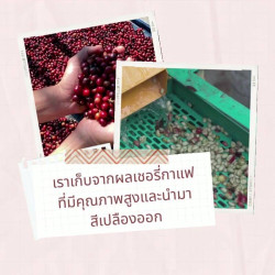 Café Premium Doi Nang sans pois - Thaïlande