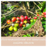 Café Premium Doi Nang sans pois - Thaïlande