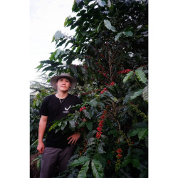 Doi Pangkhon Coffee Beans: Thailand's Finest Light Roast