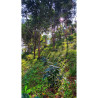 Doi Pangkhon Coffee Beans: Thailand's Finest Light Roast