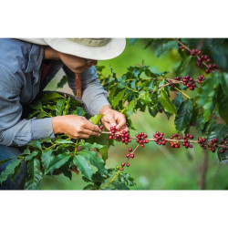 Doi Pangkhon Coffee Beans: Thailand's Finest Light Roast